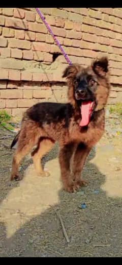 Belgium shepherd female for sale