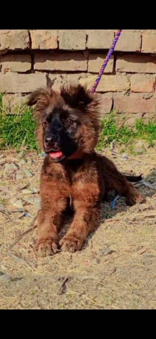 Belgium shepherd female for sale 1