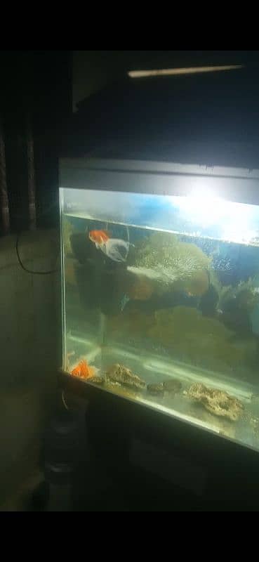 aquarium for sale 4