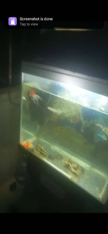 aquarium for sale 5