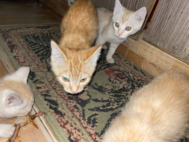 Persian little cats 3