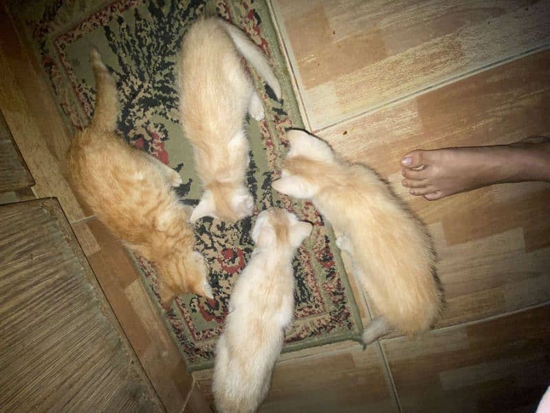 Persian little cats 18