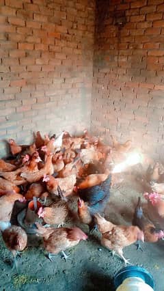 Desi murgi | Desi eggs | Desi hens | #hens |#o,3,o,4,5,4,9,2,o,4,1