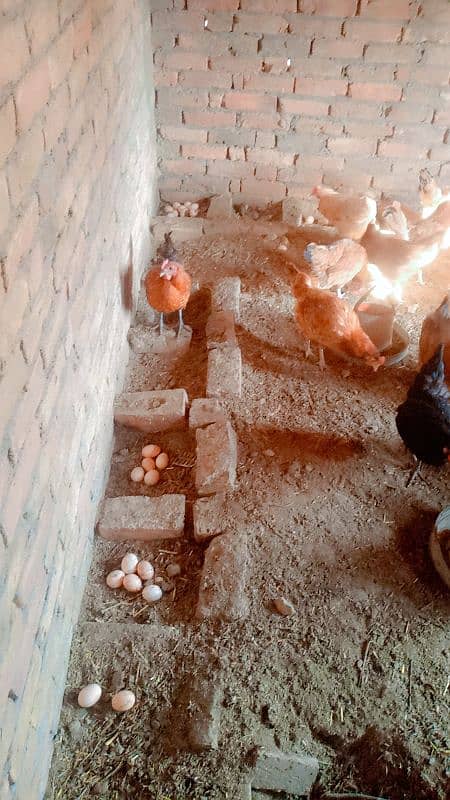 Desi murgi | Desi eggs | Desi hens | #hens |#o,3,o,4,5,4,9,2,o,4,1 2