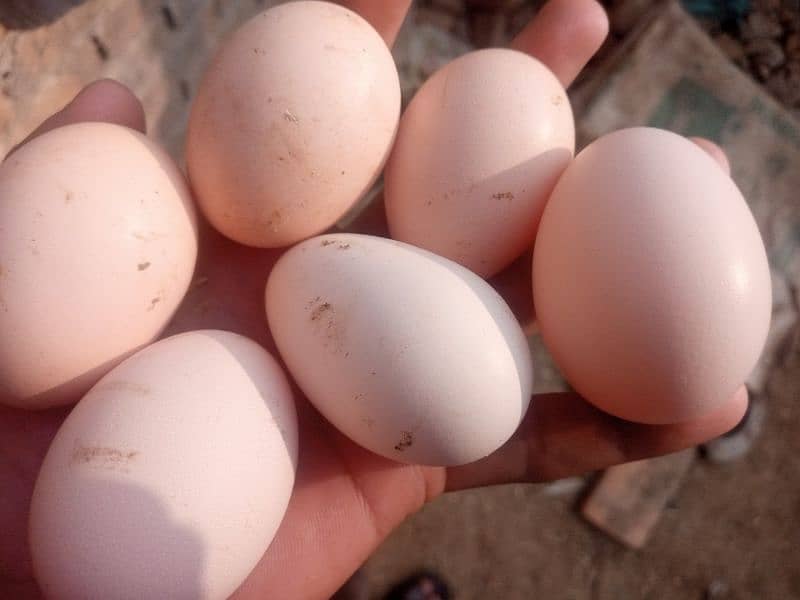 Desi murgi | Desi eggs | Desi hens | #hens |#o,3,o,4,5,4,9,2,o,4,1 4