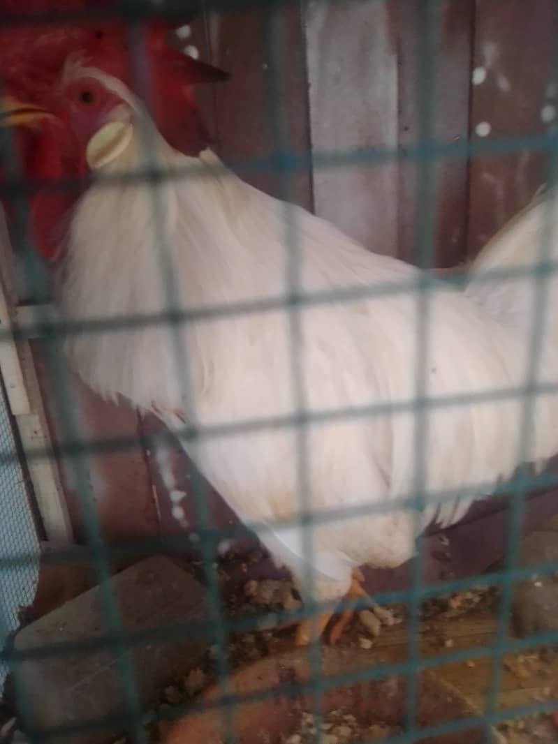 Hens available for sale 8 months old 0