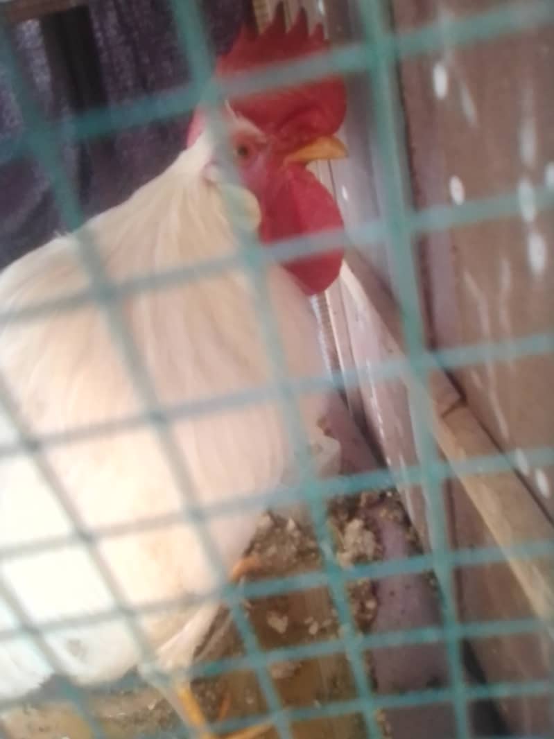 Hens available for sale 8 months old 2