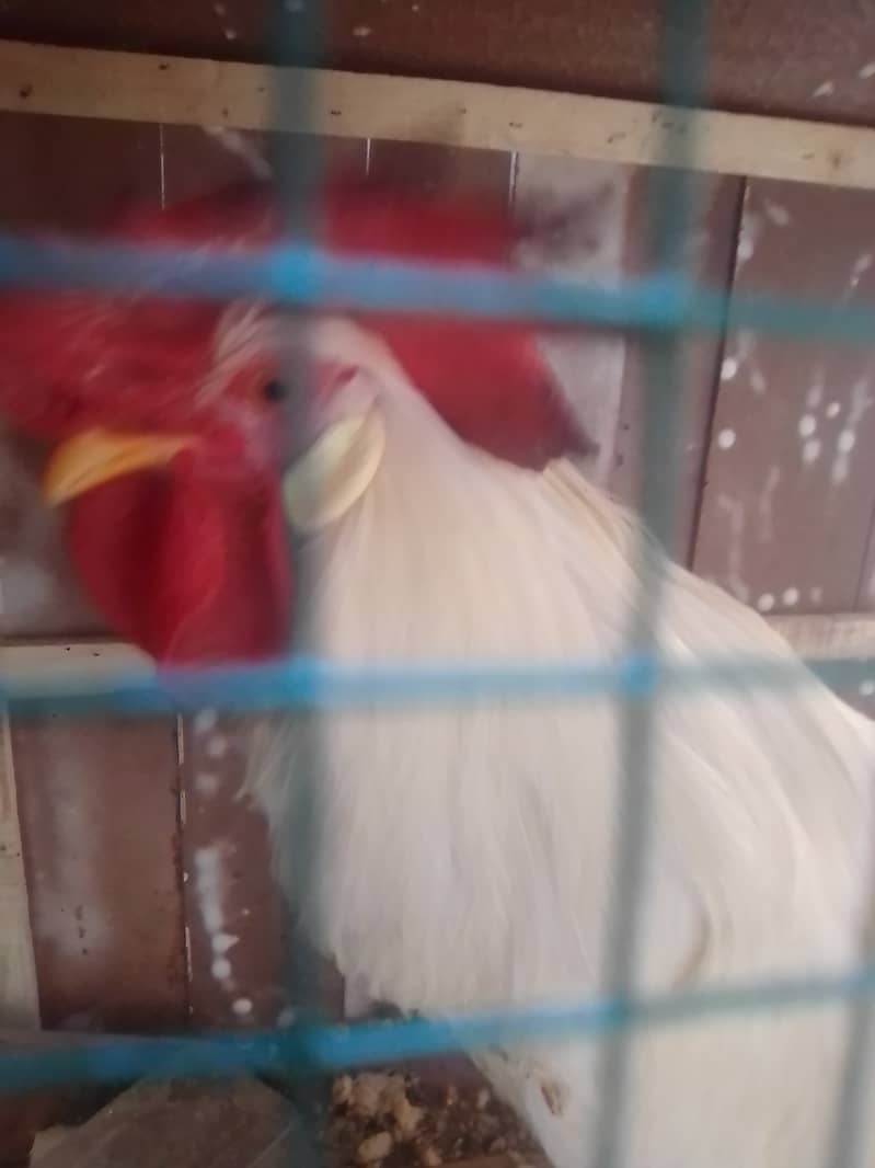 Hens available for sale 8 months old 3