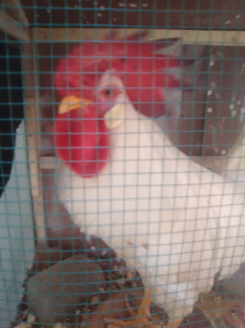 Hens available for sale 8 months old 4