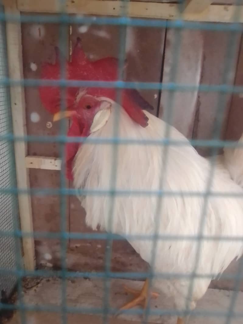 Hens available for sale 8 months old 6