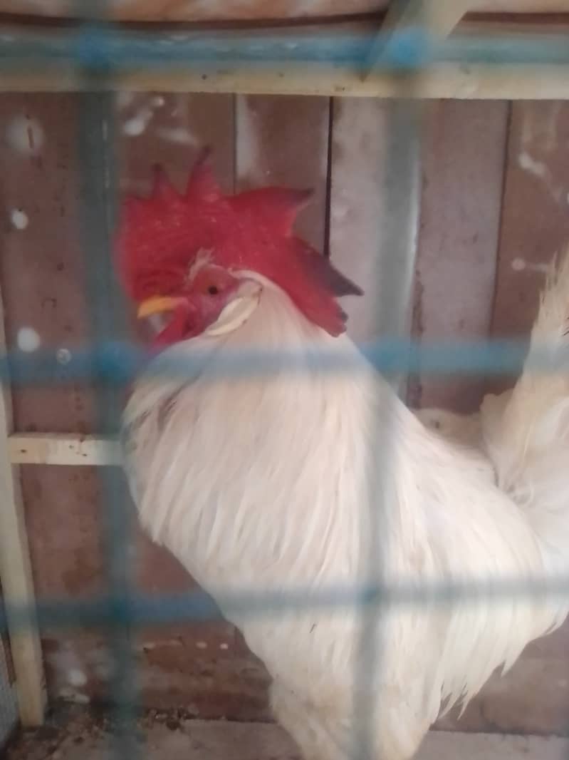 Hens available for sale 8 months old 7