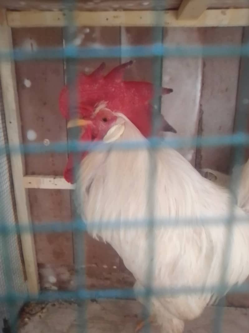 Hens available for sale 8 months old 8