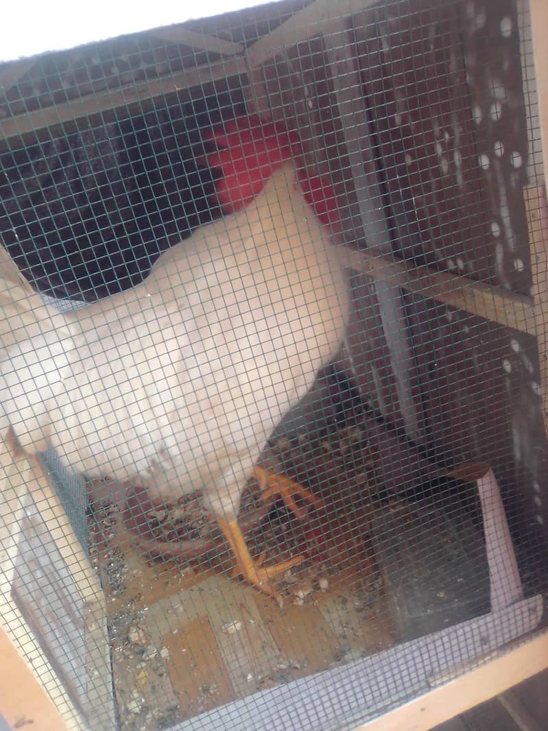 Hens available for sale 8 months old 10