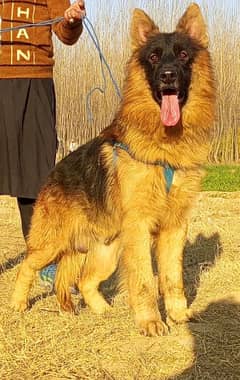 German Shepherd Long Coat Puppy | Black Mask German Shepherd Male Dog