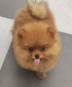 TEA CUP POMERNIAN PUPPY AVAILABLE