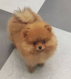 TEA CUP POMERNIAN PUPPY AVAILABLE