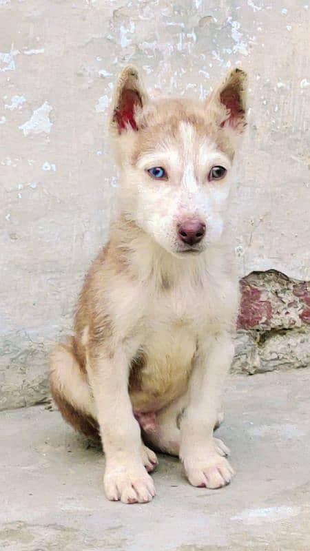 pedigreed Husky dog puppy 1