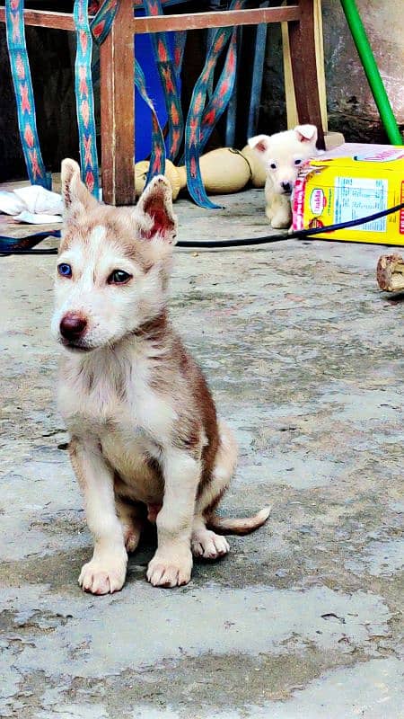 pedigreed Husky dog puppy 3