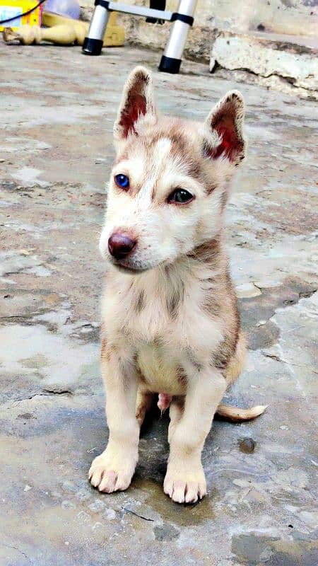 pedigreed Husky dog puppy 4