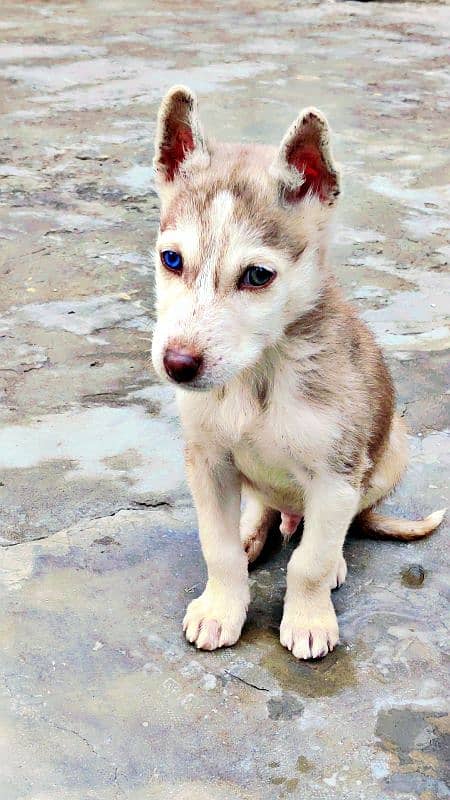 pedigreed Husky dog puppy 5