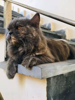 Calico persian grey cat