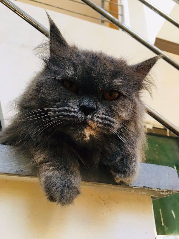 Calico persian grey cat 1