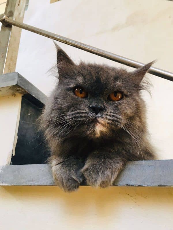 Calico persian grey cat 2