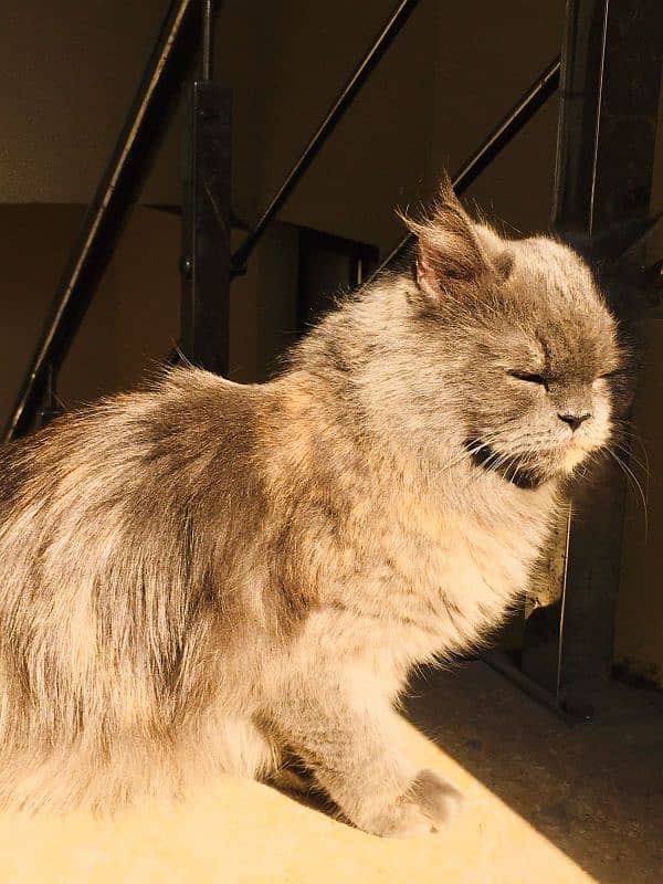 Calico persian grey cat 4