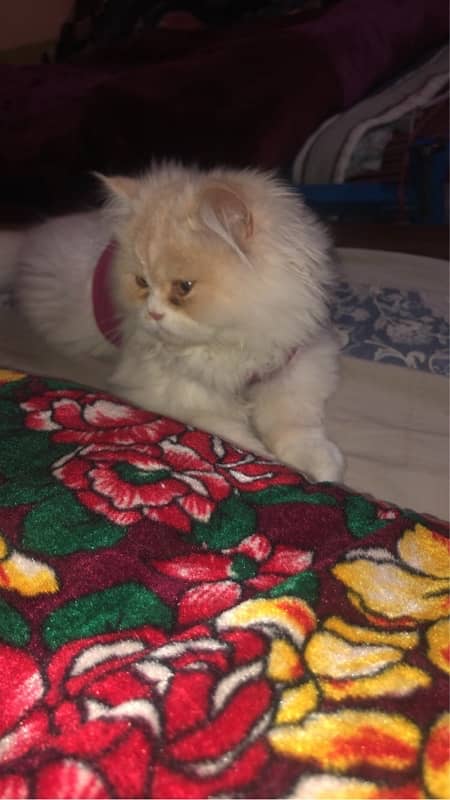 Double Coat Persian Kitten 6