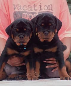 HIGHLY QUALITY GERMAN ROTTWELLER PUPPIES ON GROUND