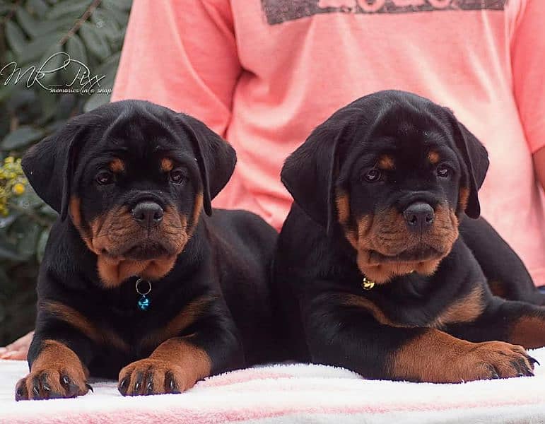 HIGHLY QUALITY GERMAN ROTTWELLER PUPPIES ON GROUND 1