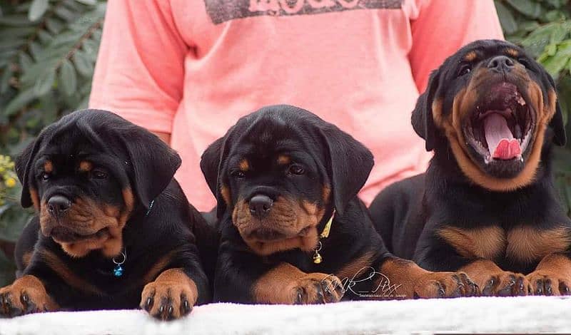 HIGHLY QUALITY GERMAN ROTTWELLER PUPPIES ON GROUND 2