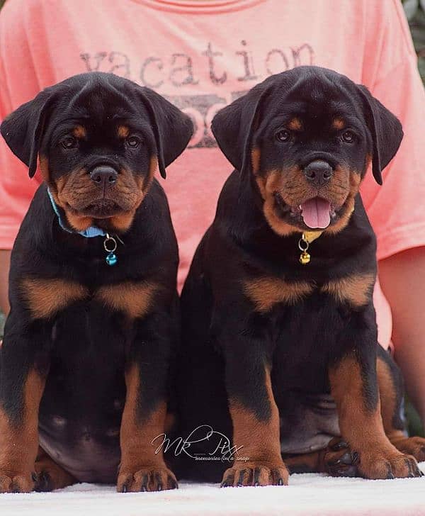 HIGHLY QUALITY GERMAN ROTTWELLER PUPPIES ON GROUND 3