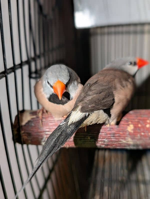 Owl Finch & Shaft Tail Finch 2