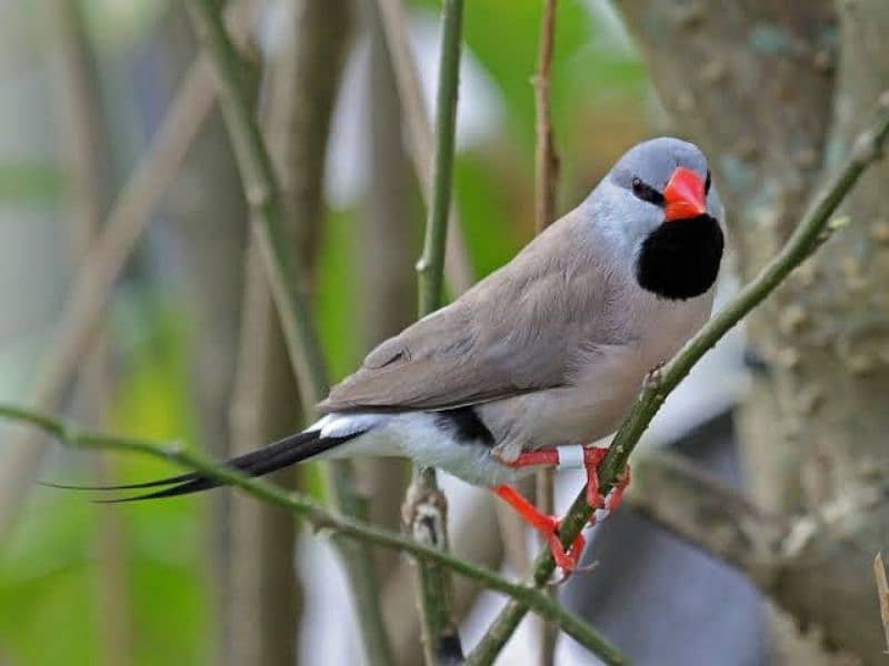 Owl Finch & Shaft Tail Finch 3