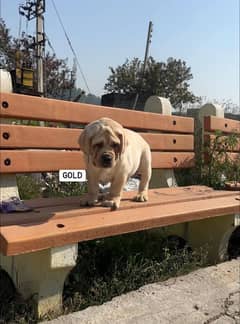 EXTREME QUALITY CHINIES LABRADOR PUPPY