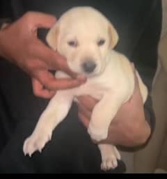 labrador Male Puppie