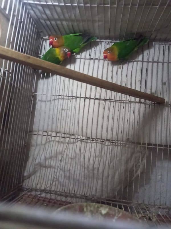 love bird for sale 0