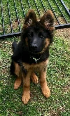 German shepherd puppies Double Coat My WhatsApp number 03001868066