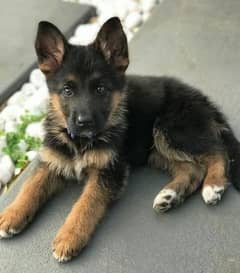 German shepherd puppies Double Coat My WhatsApp number 03001868066