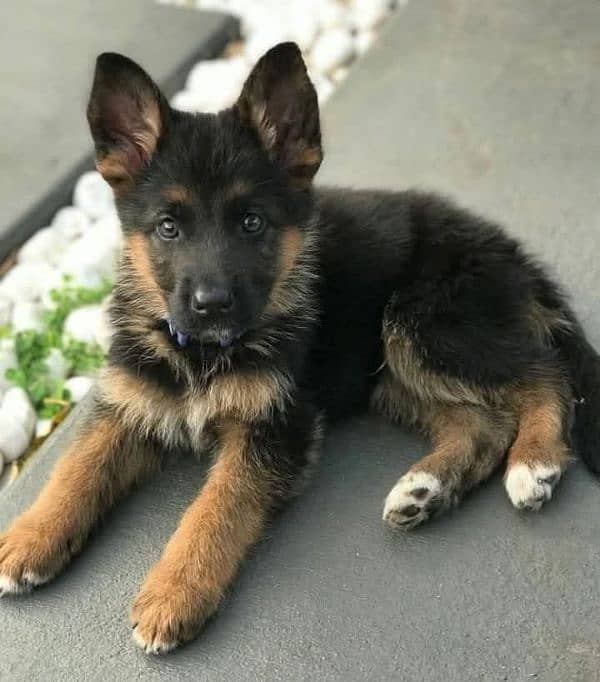 German shepherd puppies Double Coat My WhatsApp number 03001868066 0