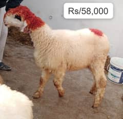 kajla /chahtra / bakra | mundra | Breader | بکرا | Sheep /goat pair