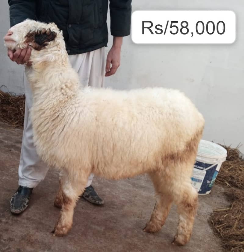 kajla / 2 daant/ bakra | mundra chahtra | Breader | بکرا | Sheep /goat 1