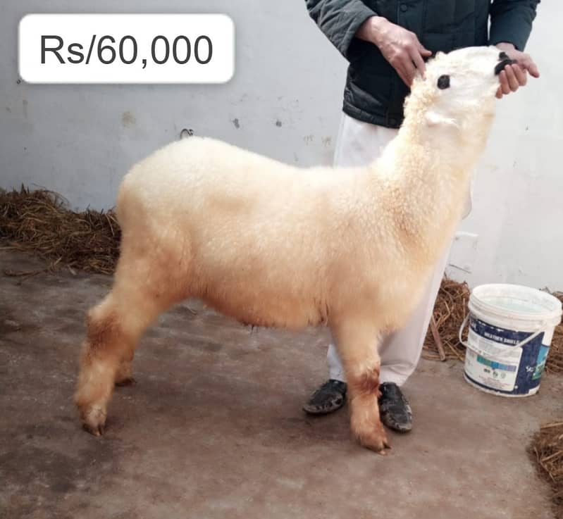 kajla / 2 daant/ bakra | mundra chahtra | Breader | بکرا | Sheep /goat 2