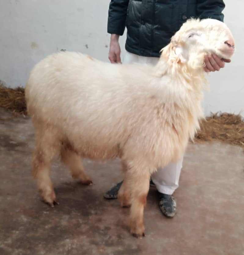 kajla / 2 daant/ bakra | mundra chahtra | Breader | بکرا | Sheep /goat 5