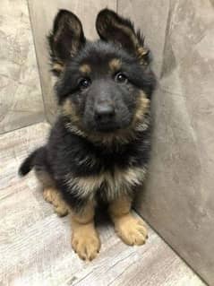 German shepherd puppies Double Coat My WhatsApp number 03001868066