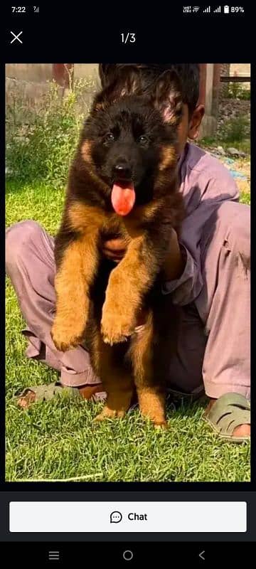 German Shepherd puppy male 2