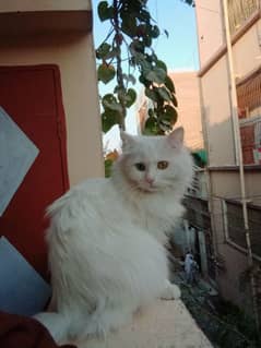 Persian cat sale urgent