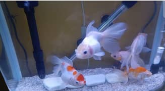 HighFin Goldfish Jumbo Size