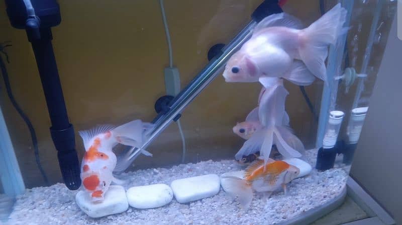 HighFin Goldfish Jumbo Size 1